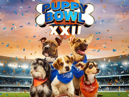 Hosting the Big Game as a Pet Parent