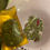 Thumbnail: Kitty kare kit