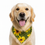 Thumbnail: DSB10 Dog Bandana Reversible Slip on Whoops a Daisy/Busy Bees