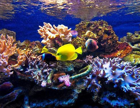 oceanarium.jpg