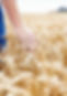 Campo di grano mano.jpg