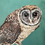 Thumbnail: Greater Sooty Owl original.