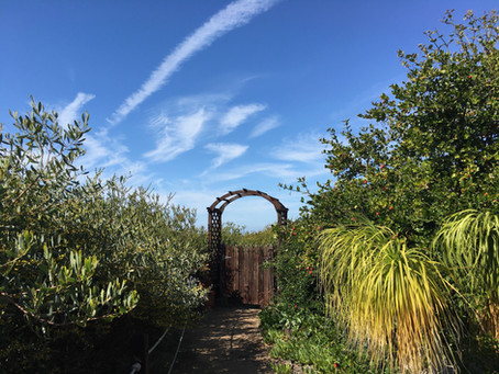 Into the Garden