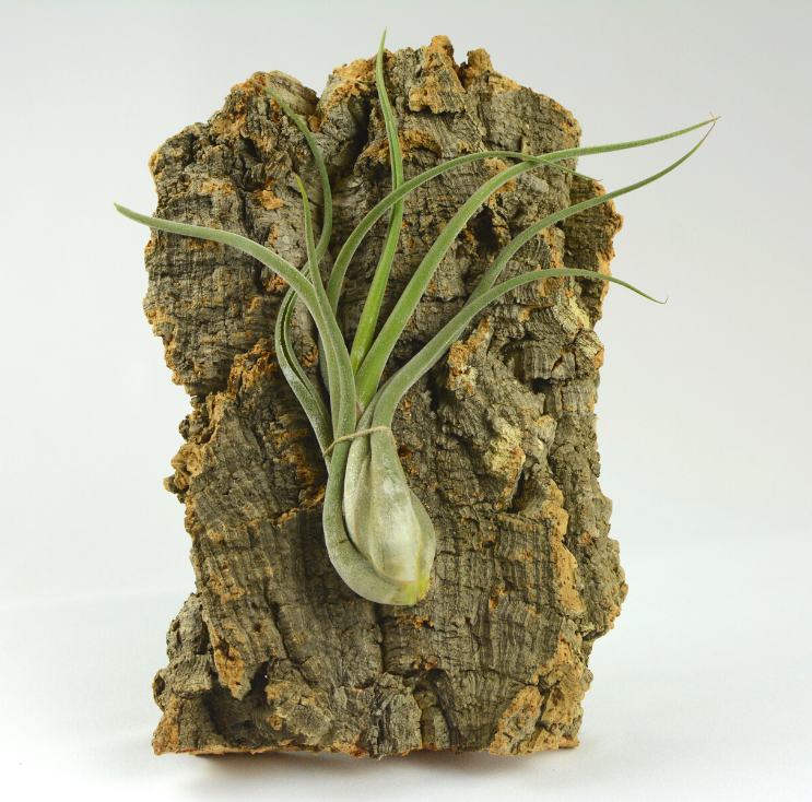 Caput Medusae Cork and Copper Easel 1.pn