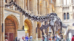 Natural History.jpg