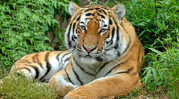 Colchester Zoo.jpg