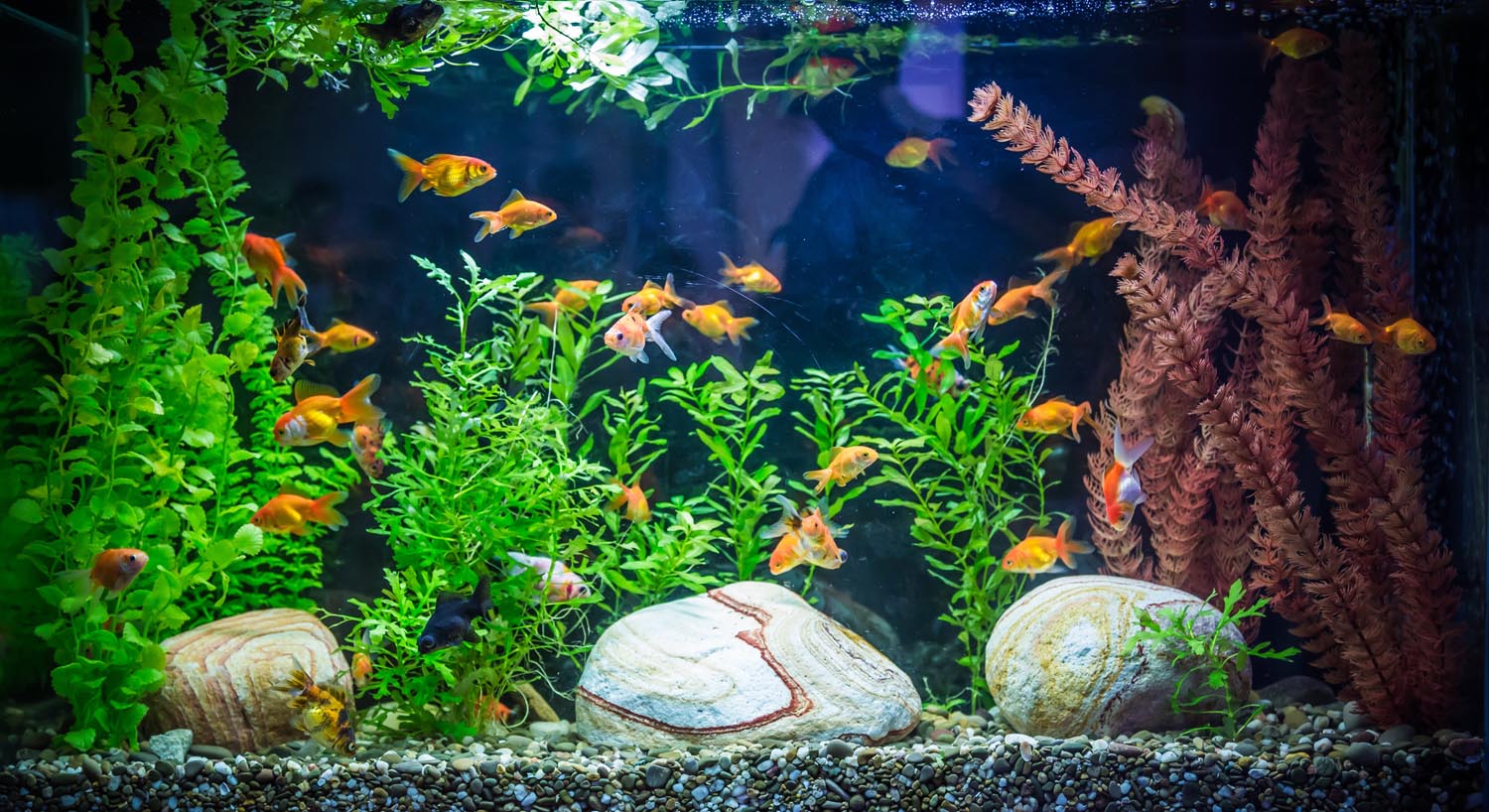 Tropical Aquarium
