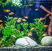 Tropical Aquarium