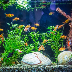 Aletas en el Living: Vida y Cuidados de Peces Domésticos