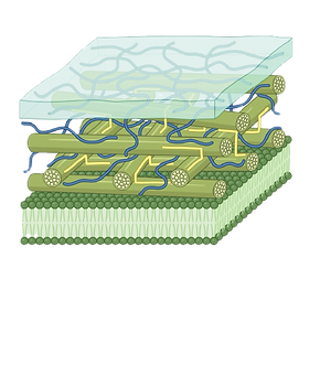 science page guava-06_edited.png