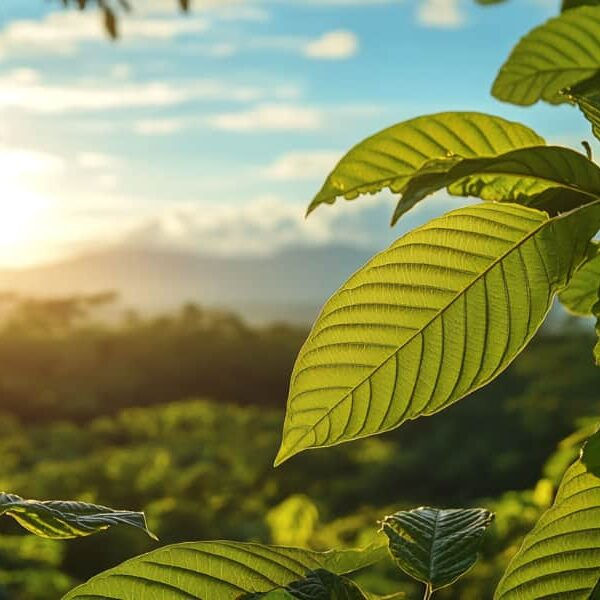 White vietnam kratom strain