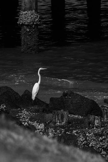 _MG_0162-2.jpg