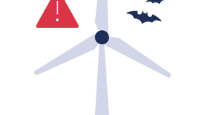 BimSchG - Fledermausüberwachung