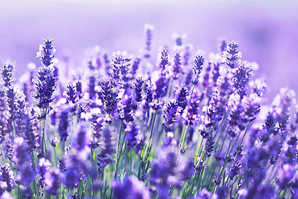 top-05-nijinoniwa-lavender.jpg