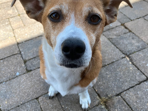 Stone & Shield Team Member: Odie!