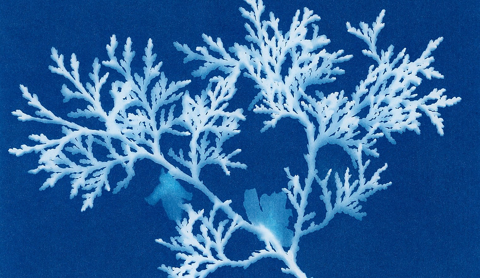 cyanotype print