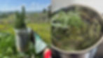 Harvesting rosemary to make rosemary developer