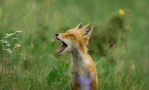 Ein junger Fuchs sitzt im Gras und schaut aufmerksam mit geöffnetem Maul nach oben