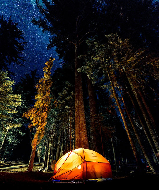 Wald bei Nacht mit Sternenhimmel