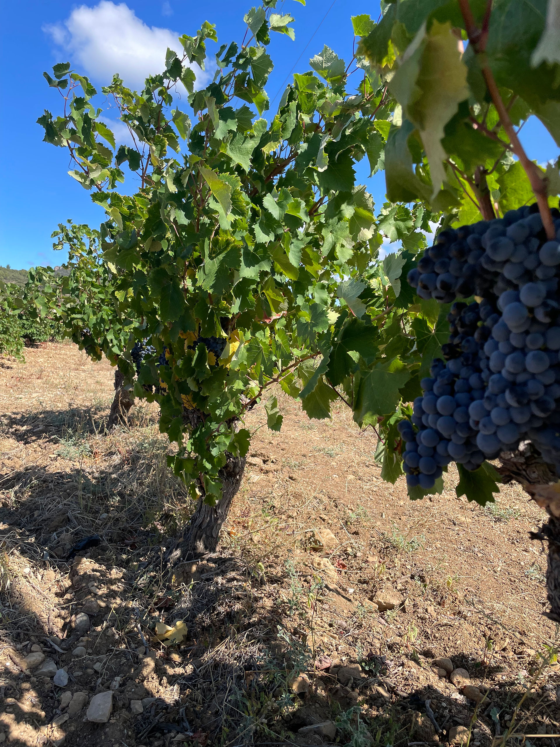 Vignoble du Languedoc - Vin rosé - France