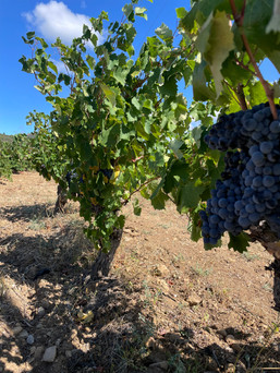 Vignoble du Languedoc - Vin rosé - France