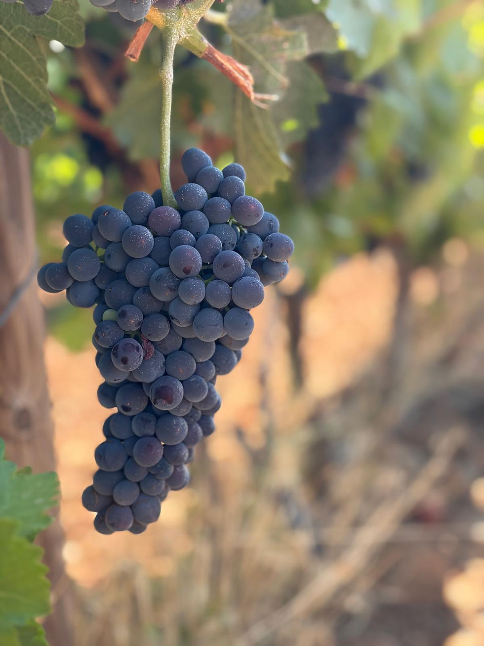 Close-up of ripe dark purple grapes hanging on a vine in a sunlit vineyard, with blurred leaves and warm background.
