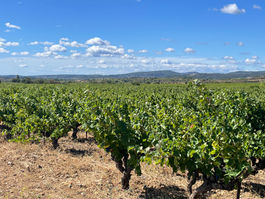 Vignoble Saint-Saturnin - ON THE CUSP Vin rosé français