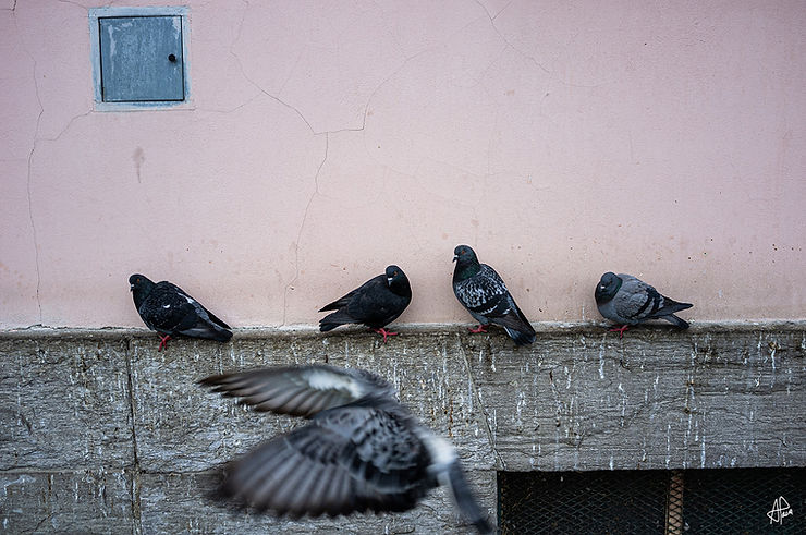 Show-Off