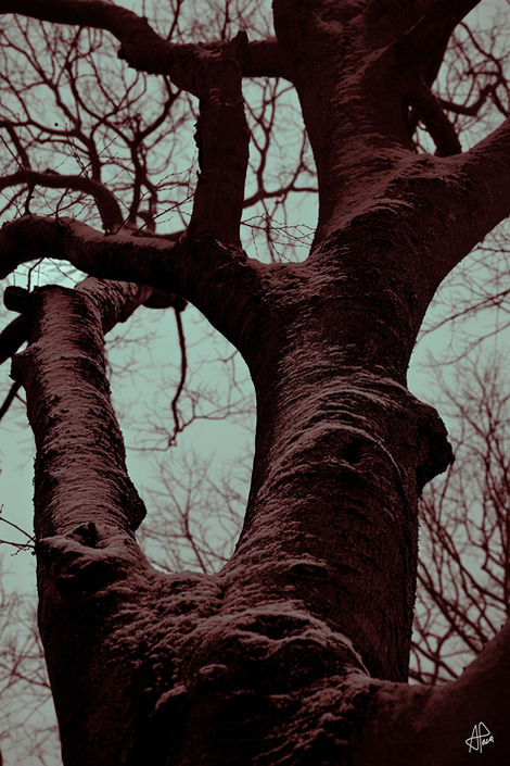 Arteries Veins and Capillaries