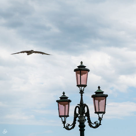 Flight of Fancy