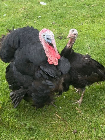 Hi from the turkeys at Caner Bach meet them during your stay.