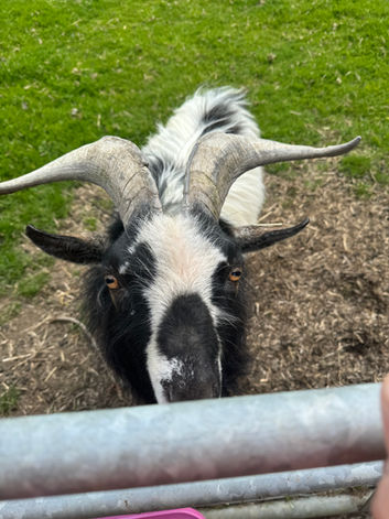 Charlie the handome male pygmy goat stud at Caner Bach Farm, meet him during a stay at Caner Bach Lodge.