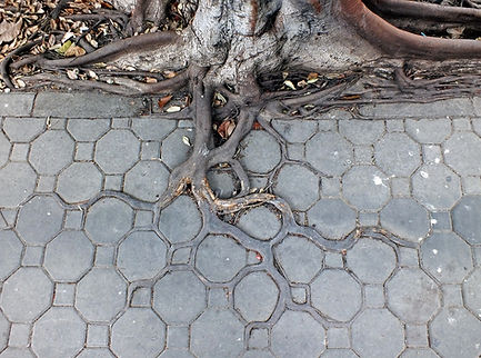 Nature Wins.jpeg