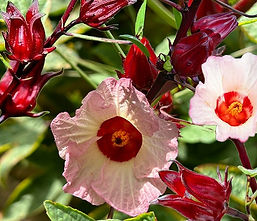 Hibiscus-sabdariffa-Roselle.jpg