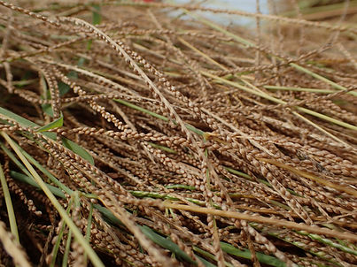 Recently-harvest-fonio_edited.jpg