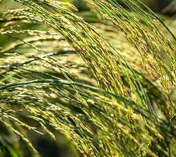 Teff_White_3594_1024x1024_2x.webp