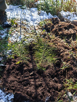 посадить дерево на Байкале