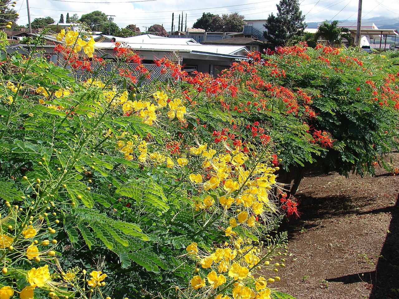 Pride Of Barbados — whole plant
