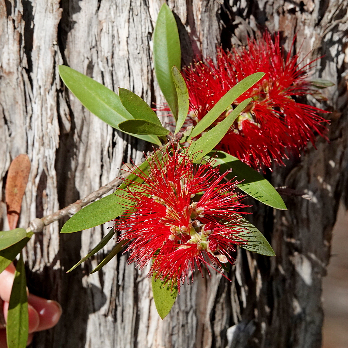 Bottlebrush — flowers or notable detail