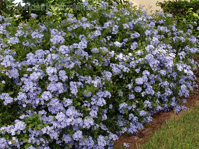Blue Plumbago — whole plant
