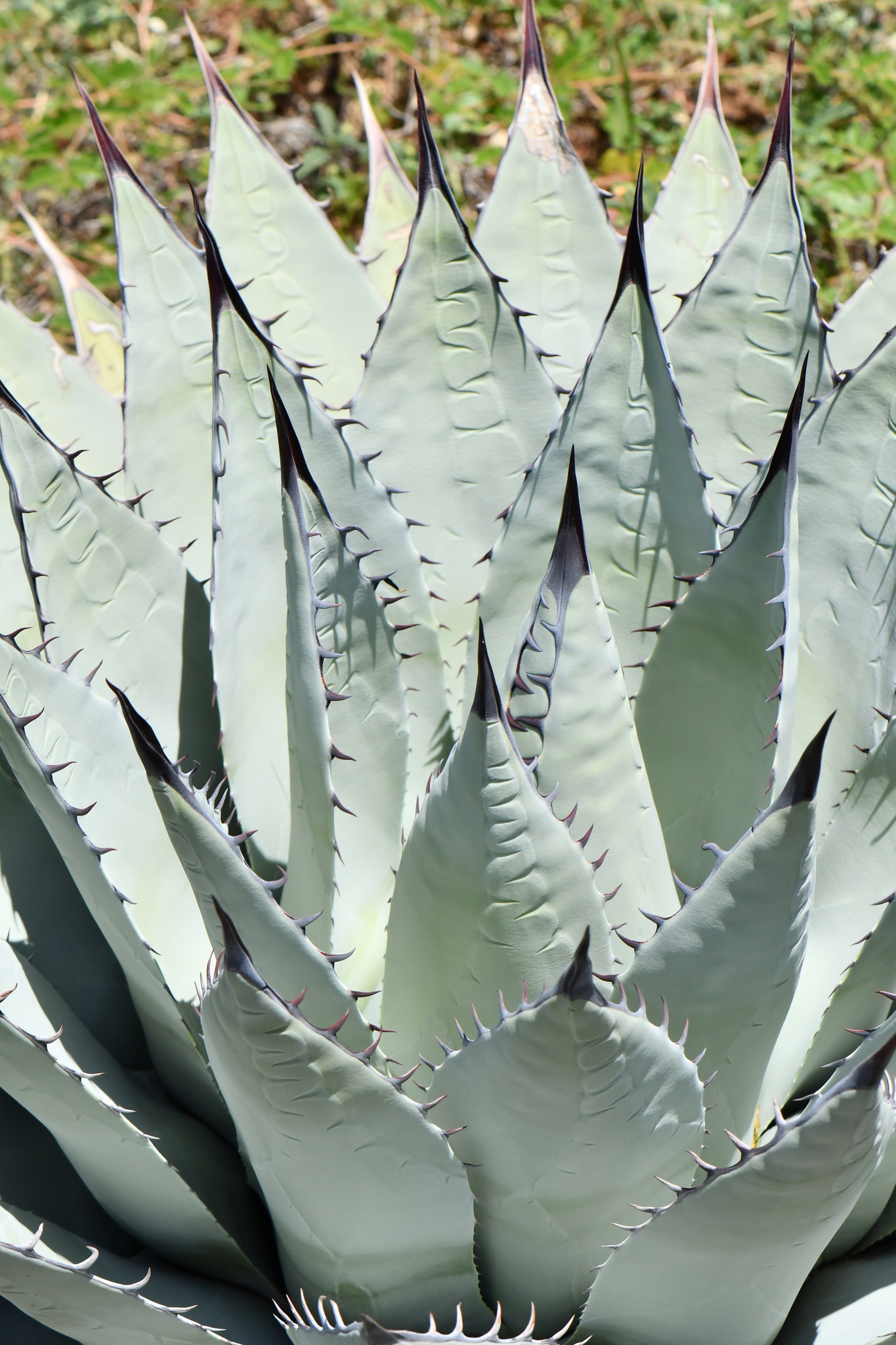 Agave, Neomexicana — whole plant