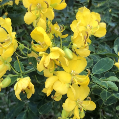 Senna — flowers or notable detail