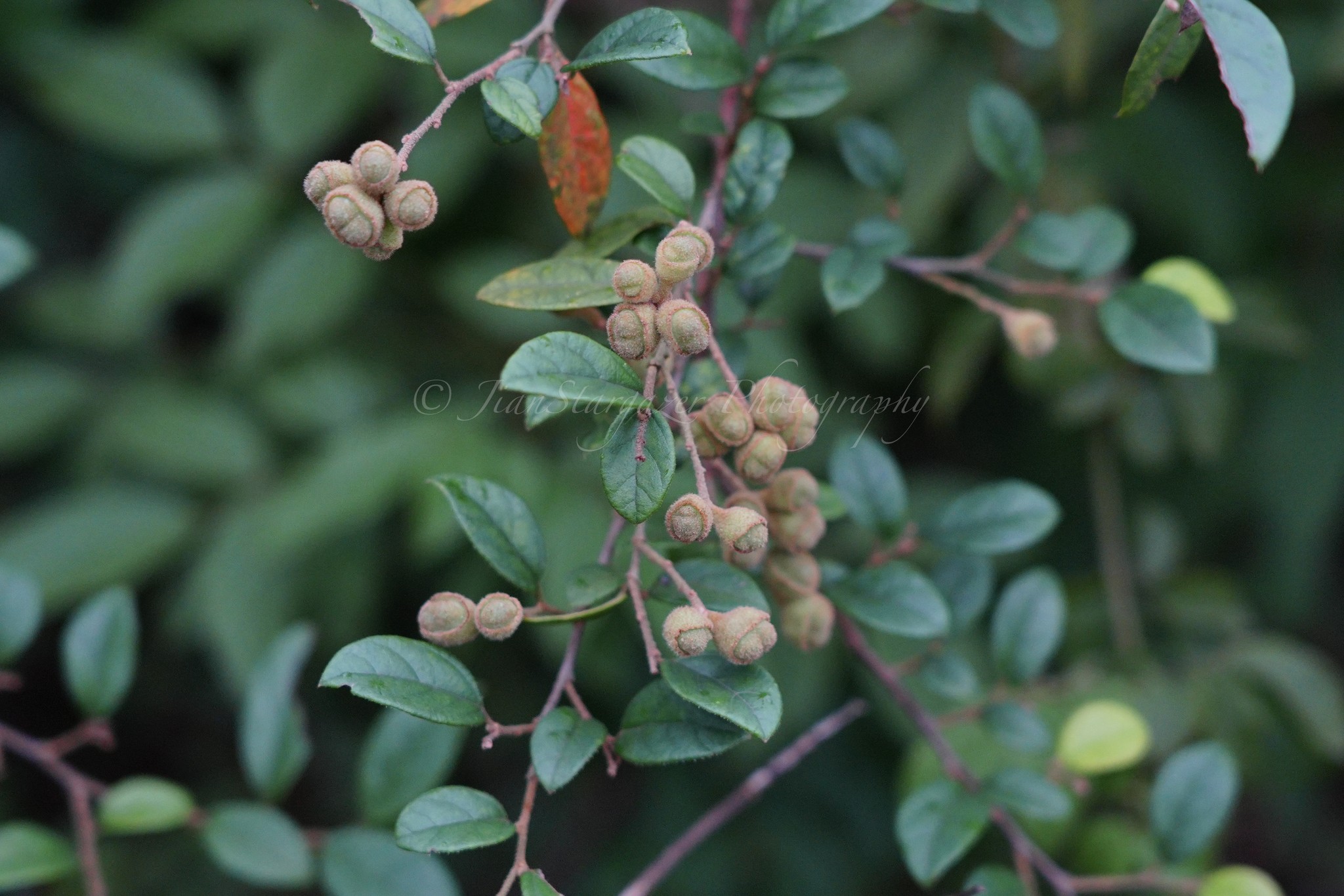 Loropetalum, Purple Pixie — whole plant
