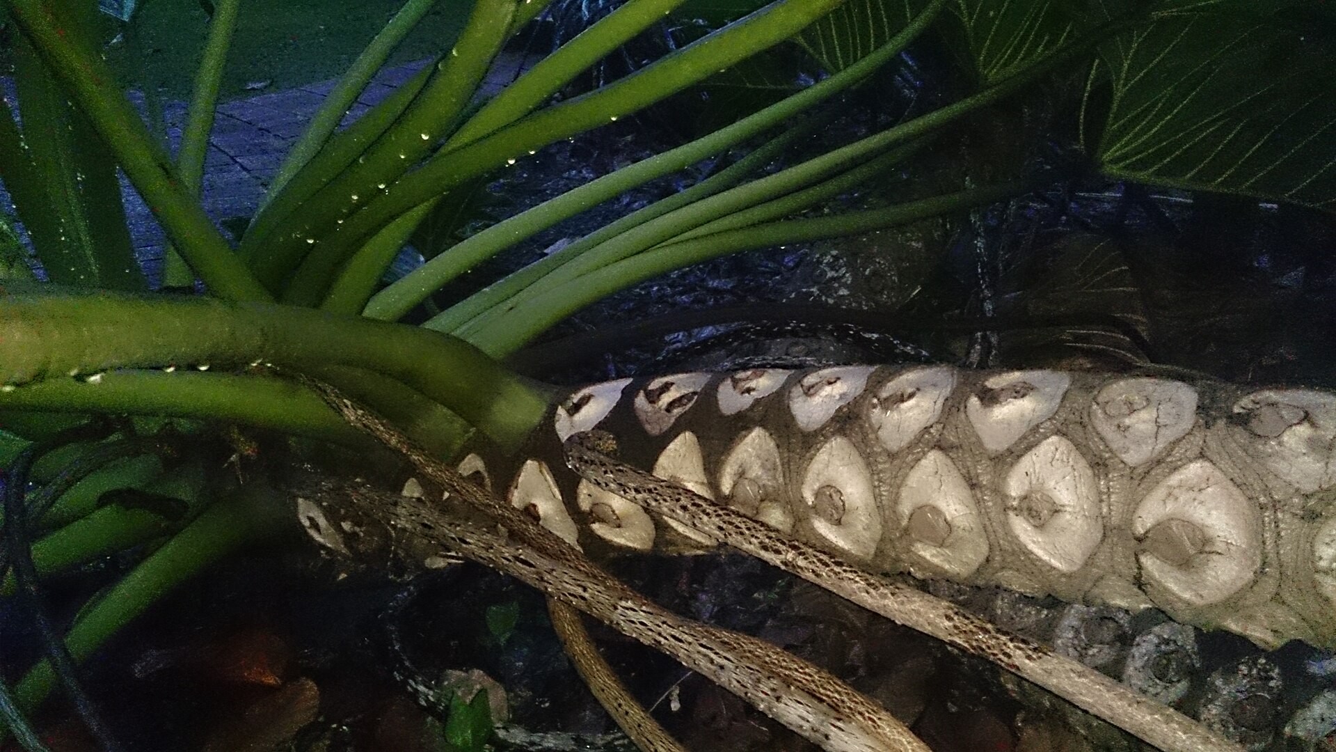 Philodendron Split Leaf — whole plant