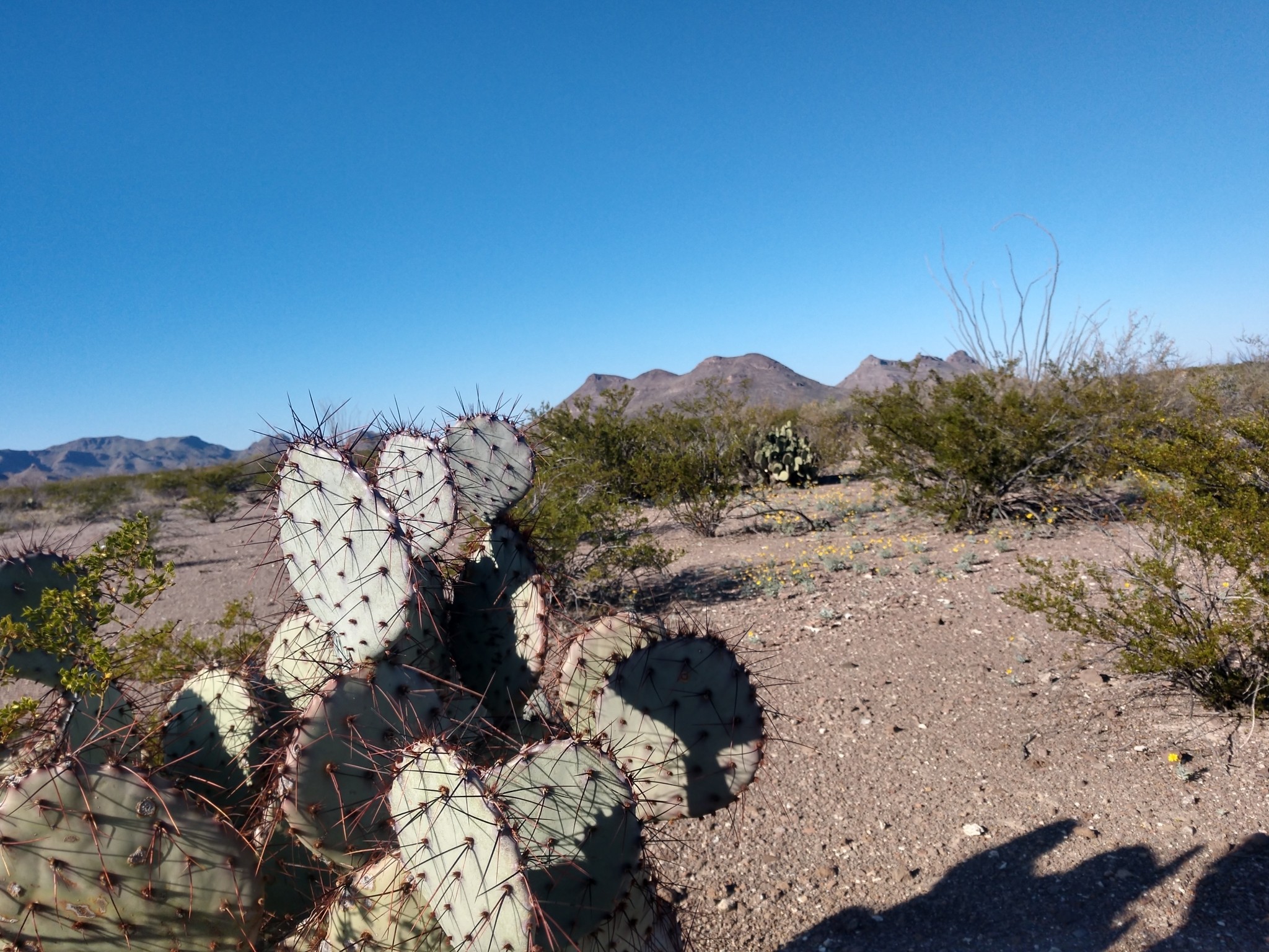 Prickly Pear Purple — whole plant