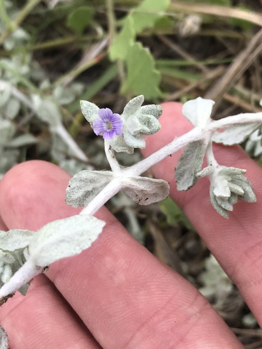 Wooly Stemodia — flowers or notable detail