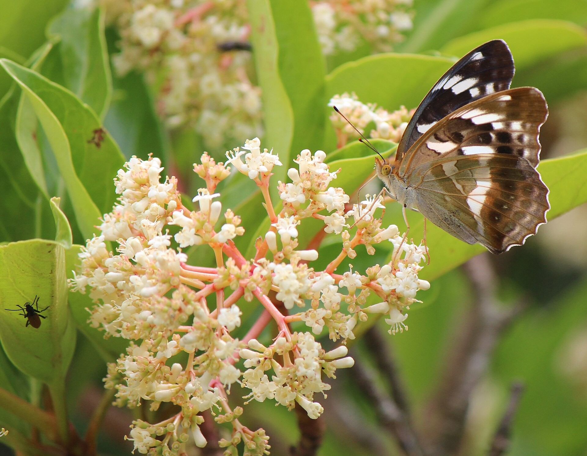 Viburnum Sweet/Odo — flowers or notable detail