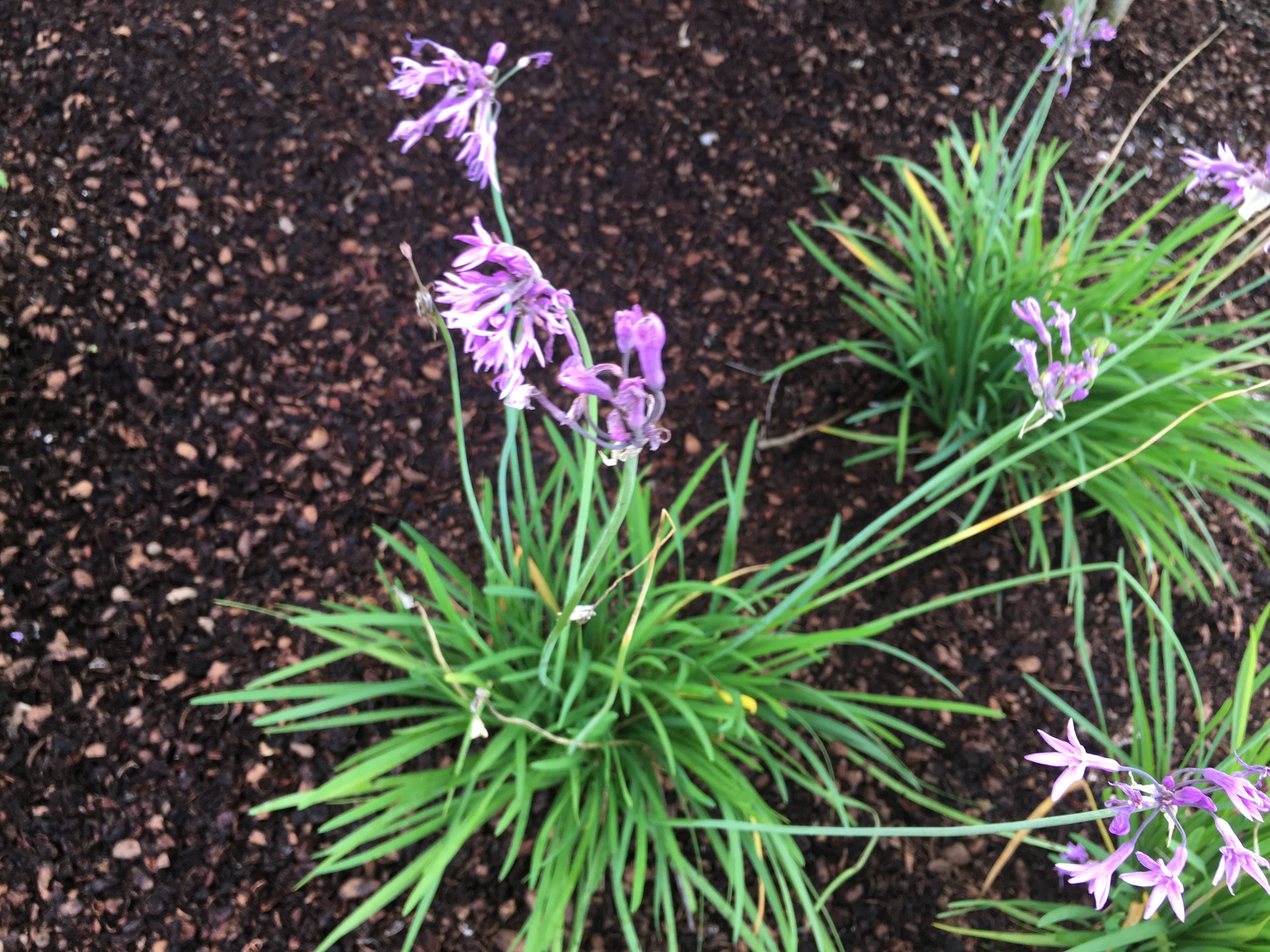 Society Garlic — flowers or notable detail