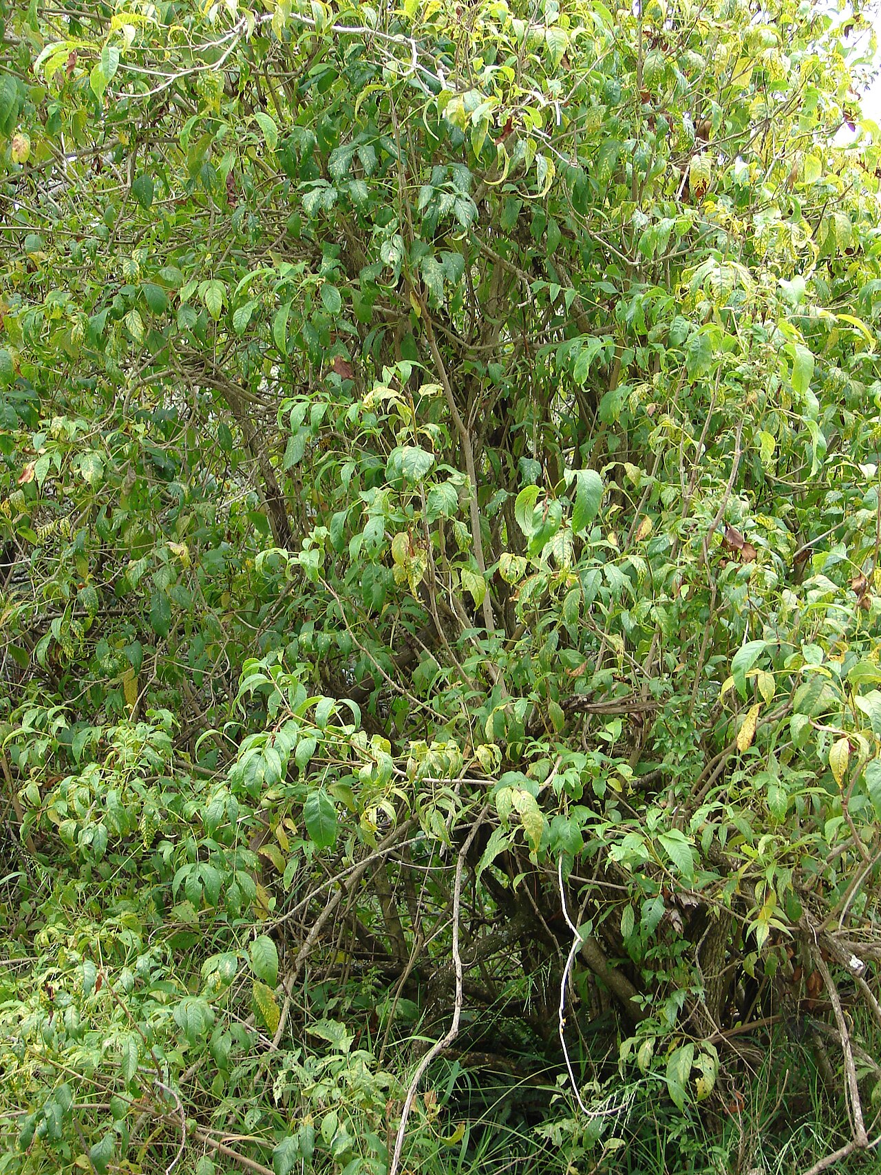 Esperanza (gold) — whole plant