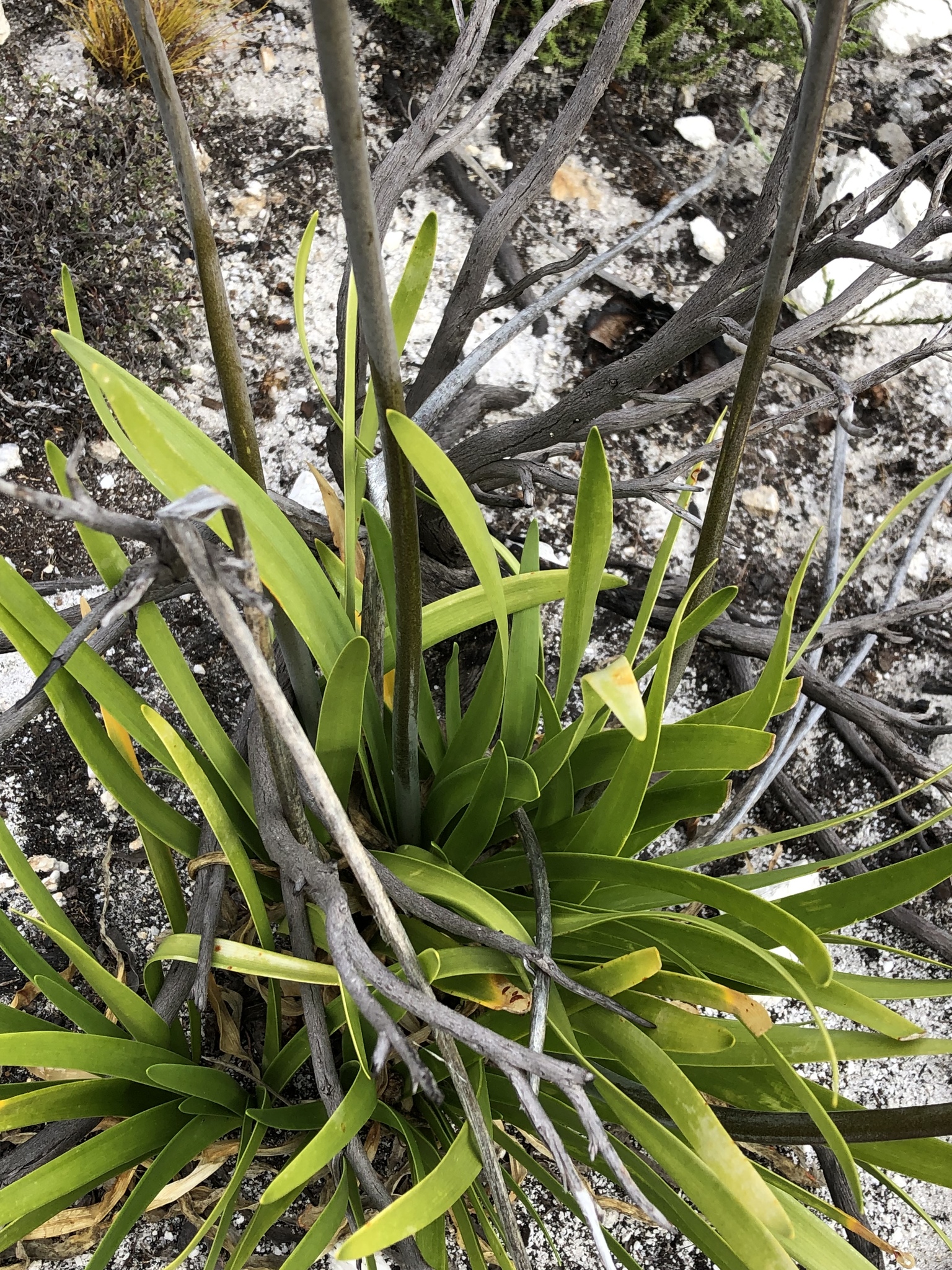 Agapanthus Peter Pan — flowers or notable detail